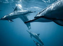 一段录音被转发后，一句“我们就当没发生”引爆咖啡店，接下来全是摊牌